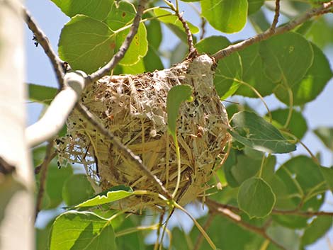 Warbling Vireo (Vireo gilvus)