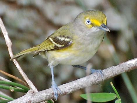 White-eyed Vireo (Vireo griseus)