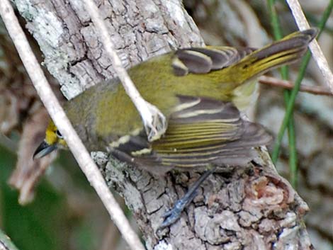 White-eyed Vireo (Vireo griseus)