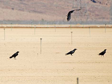 American Crow (Corvus brachyrhynchos)