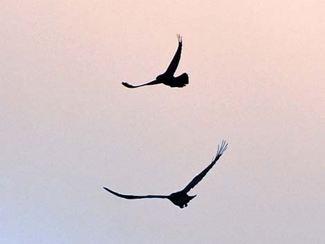 American Crow (Corvus brachyrhynchos)