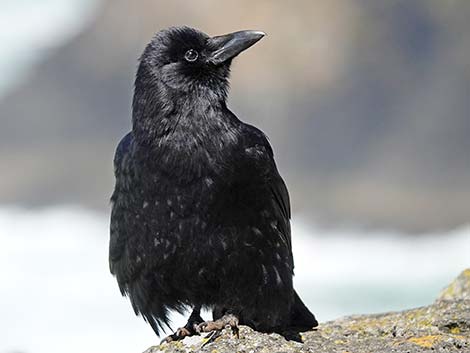 American Crow (Corvus brachyrhynchos)