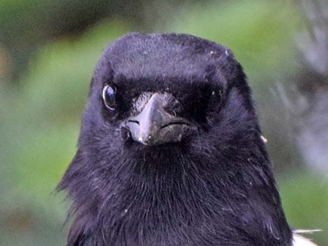 Black-billed Magpie (Pica hudsonia)