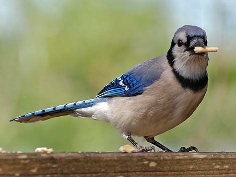 Blue Jay (Cyanocitta cristata)