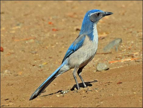 Western Scrub-Jay (Aphelocoma californica)