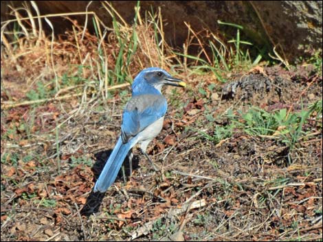 Western Scrub-Jay (Aphelocoma californica)