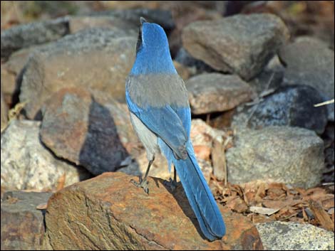 Western Scrub-Jay (Aphelocoma californica)