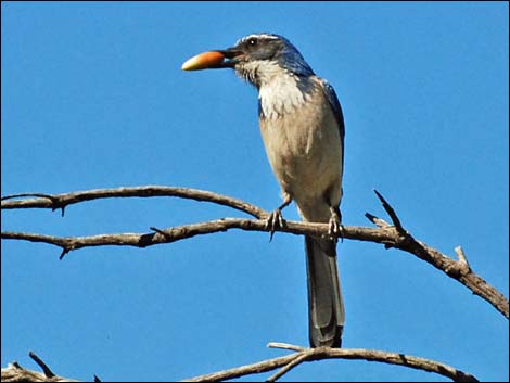 Western Scrub-Jay (Aphelocoma californica)