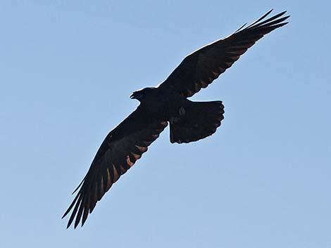 Chihuahuan Raven (Corvus cryptoleucus)