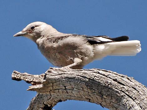 Clark's Nutcracker (Nucifraga columbiana)