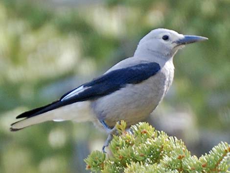 Clark's Nutcracker (Nucifraga columbiana)