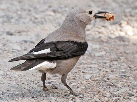 Clark's Nutcracker (Nucifraga columbiana)