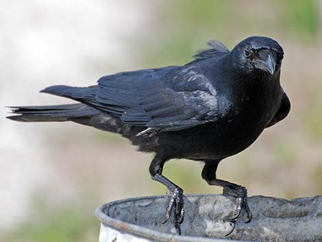 Fish Crow (Corvus ossifragus)