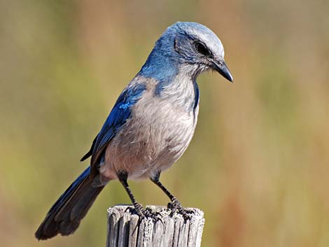 Florida Scrub-Jay (Aphelocoma coerulescens)