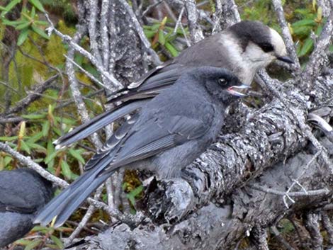 Canada Jay (Perisoreus canadensis)