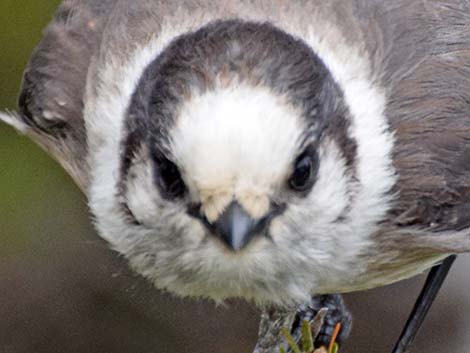 Canada Jay (Perisoreus canadensis)