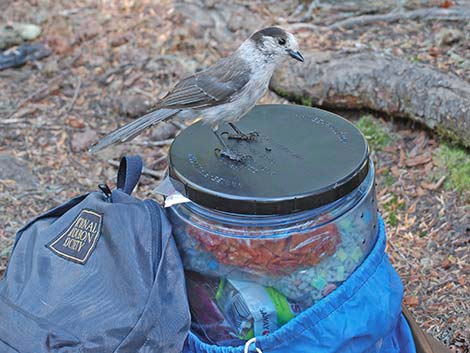 Canada Jay (Perisoreus canadensis)