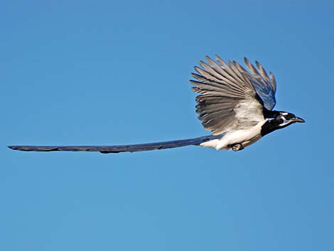 Black-throated Magpie Jay (Calocitta colliei)