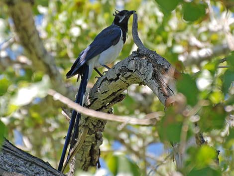 Black-throated Magpie Jay (Calocitta colliei)