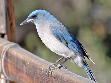 Mexican Jay (Aphelocoma ultramarina)