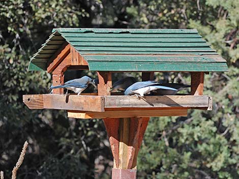 Mexican Jay (Aphelocoma ultramarina)