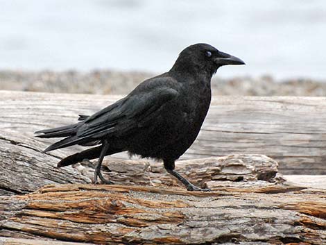 Northwestern Crow (Corvus caurinus)