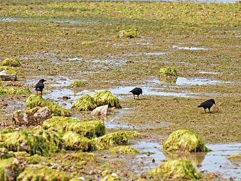 Northwestern Crow (Corvus caurinus)