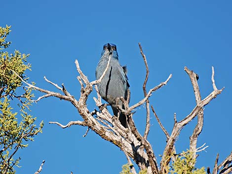 Pinyon Jay (Gymnorhinus cyanocephalus)