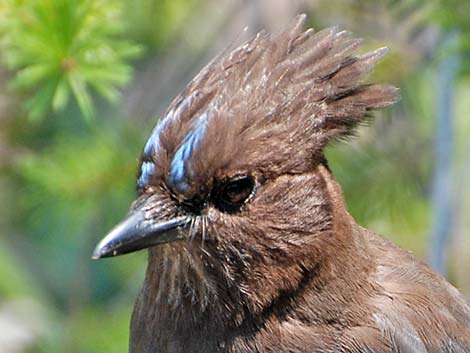 Steller's Jay (Cyanocitta stelleri)