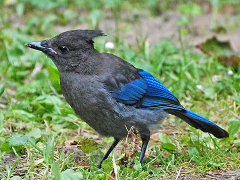 Steller's Jay (Cyanocitta stelleri)