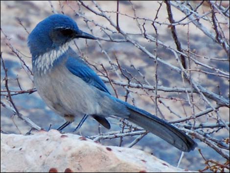 Western Scrub-Jay (Aphelocoma californica)