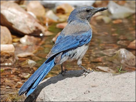 Western Scrub-Jay (Aphelocoma californica)