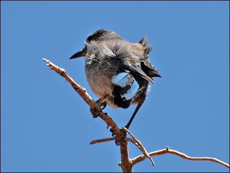 Western Scrub-Jay (Aphelocoma californica)