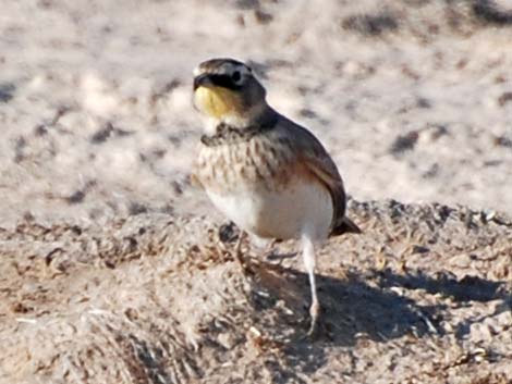 Horned Lark (Eremophila alpestris)