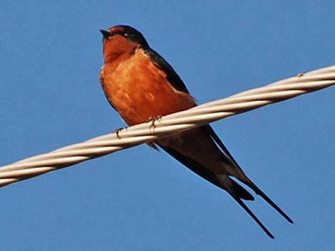 Barn Swallow (Hirundo rustica)