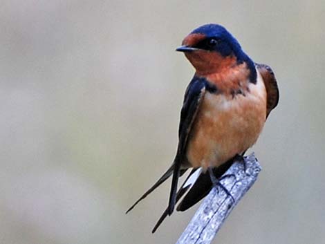 Barn Swallow (Hirundo rustica)