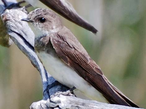 Bank Swallow (Riparia riparia)