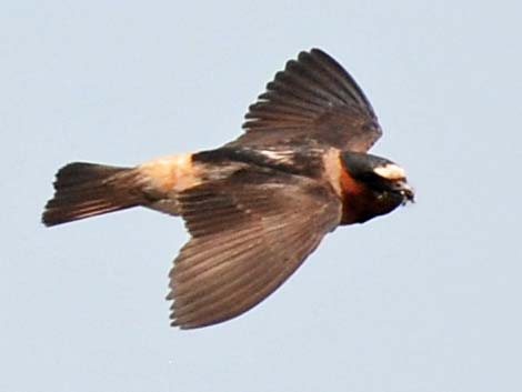 Cliff Swallow (Petrochelidon pyrrhonota)