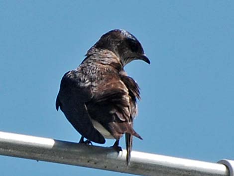 Purple Martin (Progne subis)