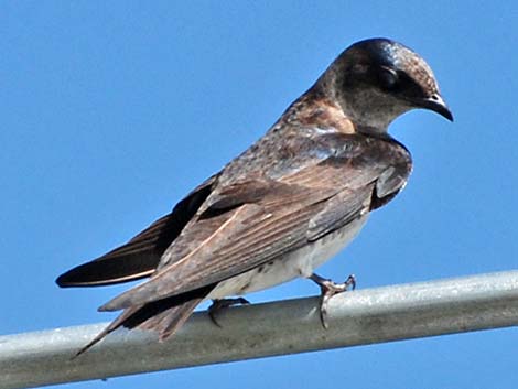 Purple Martin (Progne subis)