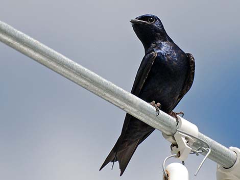 Purple Martin (Progne subis)