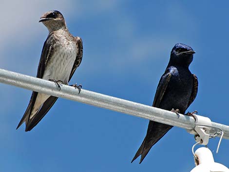 Purple Martin (Progne subis)