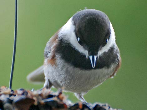 Chestnut-backed Chickadee (Poecile rufescens)