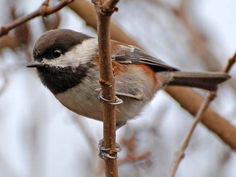 Chestnut-backed Chickadee (Poecile rufescens)