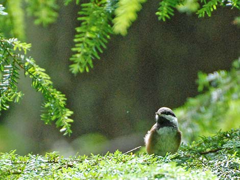 Chestnut-backed Chickadee (Poecile rufescens)