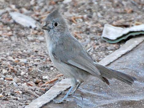 Juniper Titmouse (Baeolophus ridgwayi)