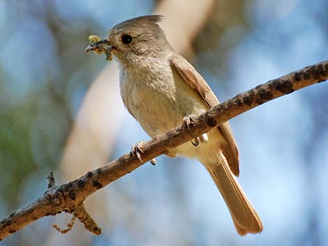 Oak Titmouse (Baeolophus inornatus)