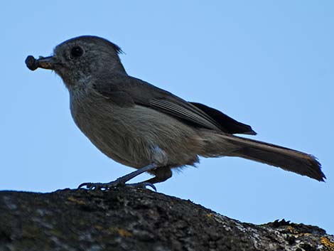 Oak Titmouse (Baeolophus inornatus)