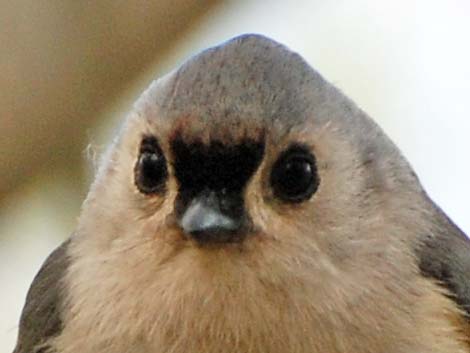 Tufted Titmouse (Baeolophus bicolor)