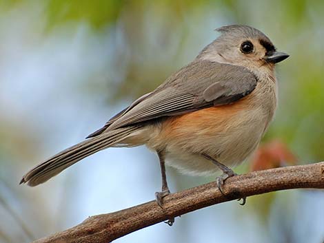 Tufted Titmouse (Baeolophus bicolor)